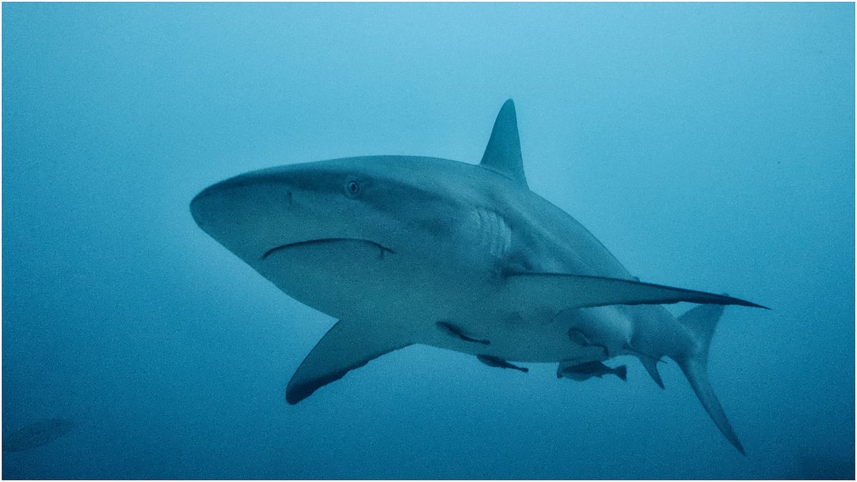 cocaine sharks brazil 