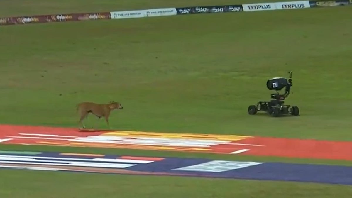 Lanka Premier League : Screengrab from the funny moment in the Lanka Premier League 2024 final, with the dog facing the buggy cam on the ground.