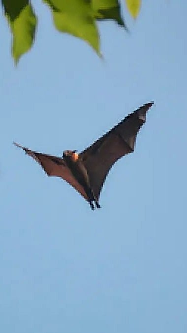 Nipah Outbreak: Why Does The Virus Affect Kerala So Often?