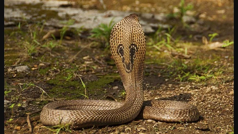 UP man survives snake attack.(Representational image) | - PTI