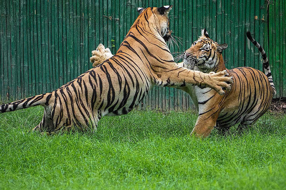Royal Bengal tigers in Delhi zoo