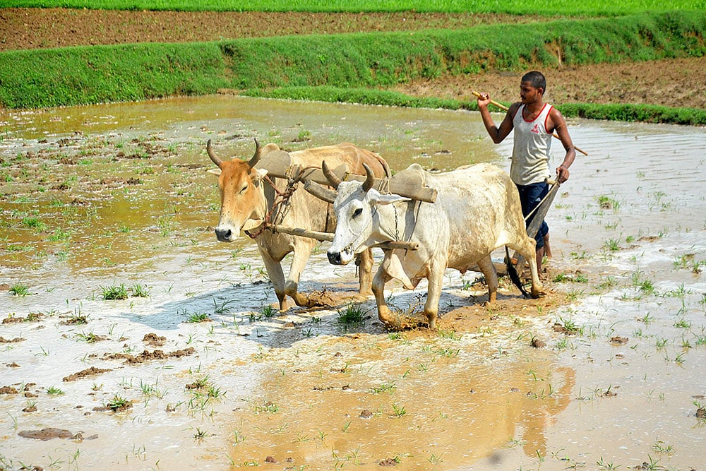 Agriculture: Paddy cultivation at Amrawati village in Mirzapur district