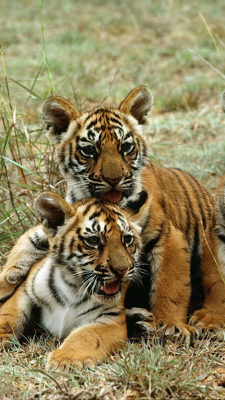 International Tiger Day was announced with an aim to unite all tiger range countries in a concerted effort to enhance tiger conservation and management worldwide - UN