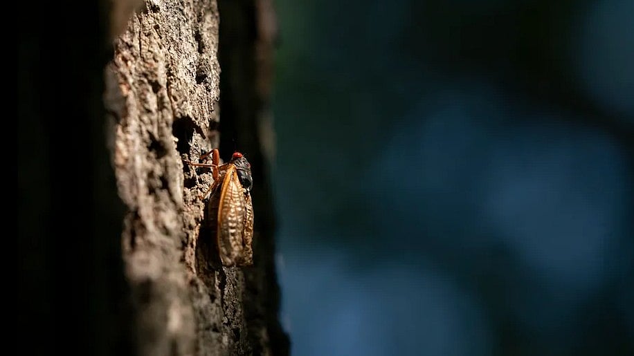 Cicada