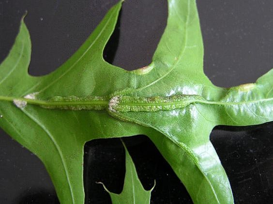 Oak leaf itch mites