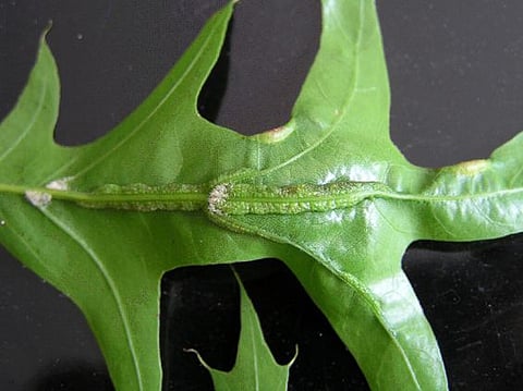 Oak leaf itch mites