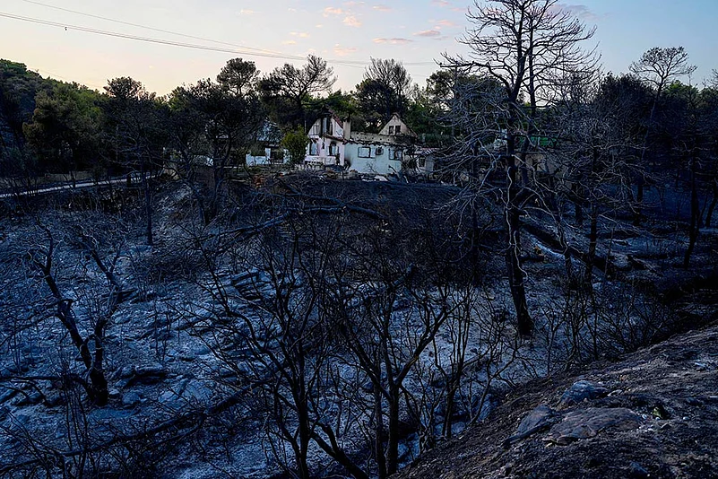 Wildfire