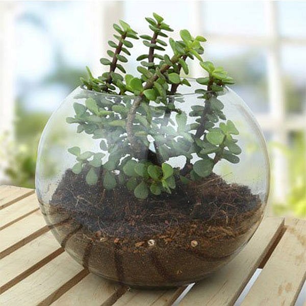 Jade Plant Terrarium in a Glass Vase