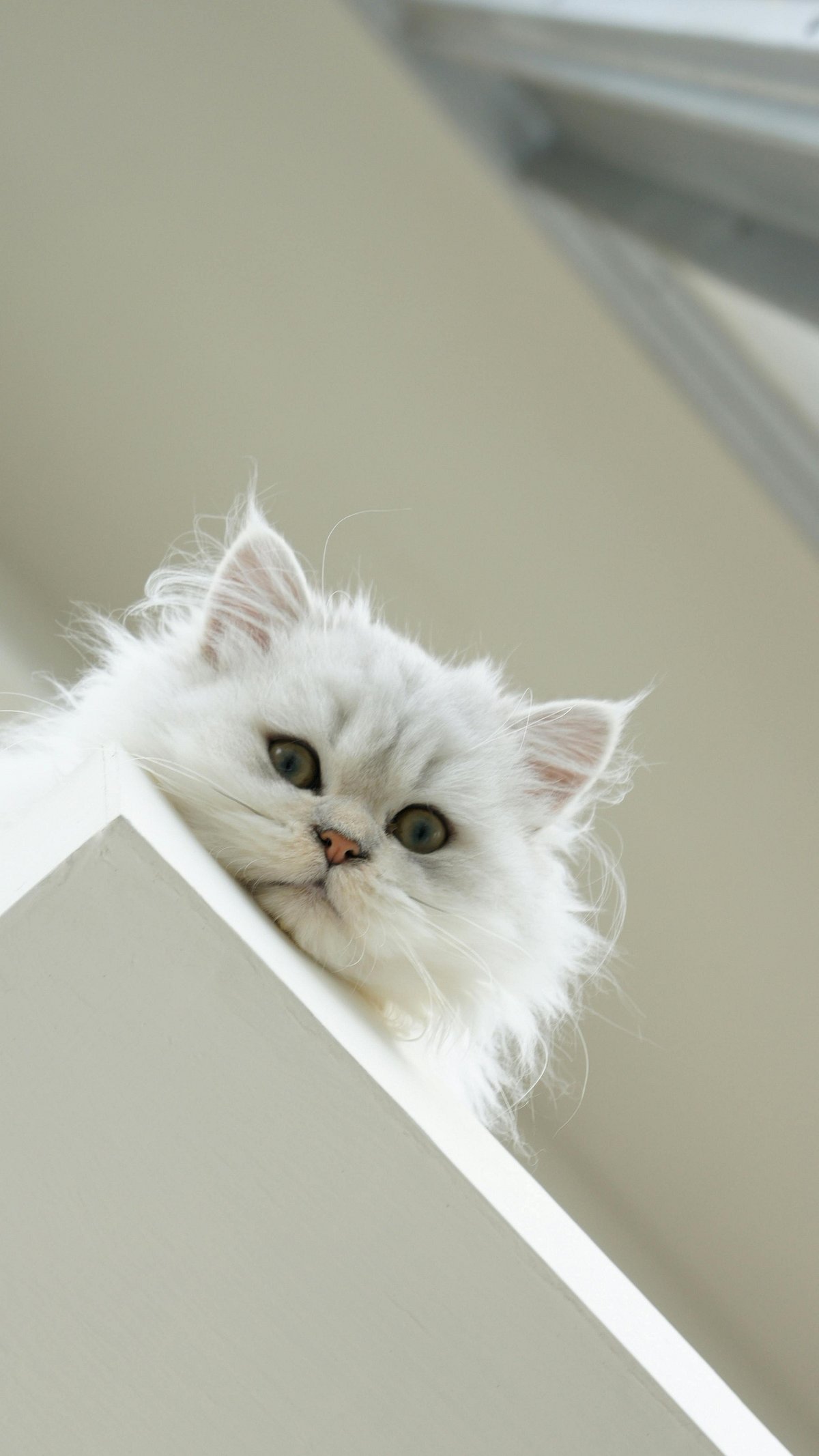  | Pexels : Persian Cat