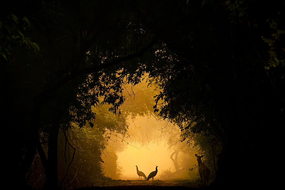 Silhouette of peahens at Keoladeo National Park in Bharatpur