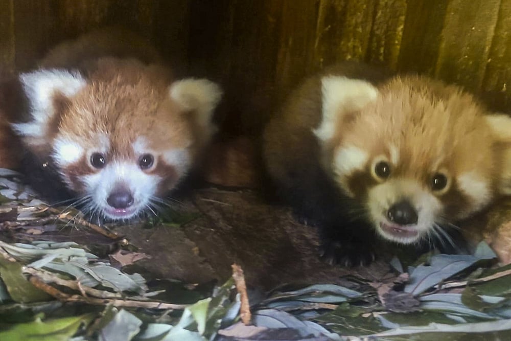 Newborn red pandas at the Padmaja Naidu Himalayan Zoological Park in Darjeeling 