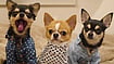 Outlook Explains | Why Japan's Registered Pets Now Outnumber Children Under 15 Pinterest : Representative image