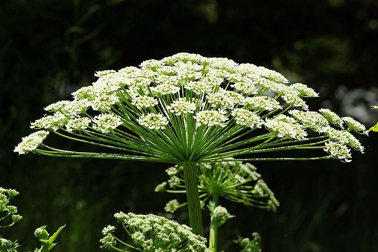 Pinterest : Giant hogweed