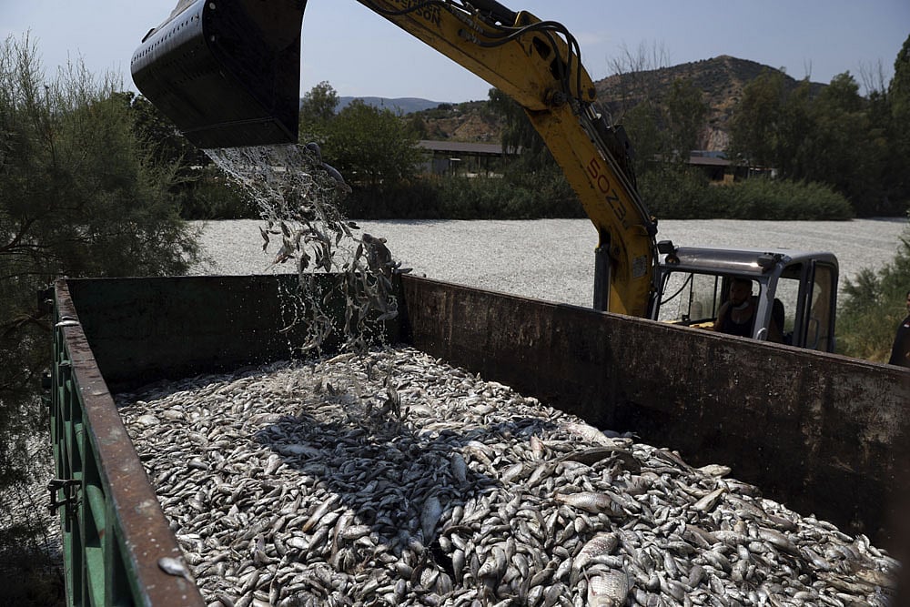 Greece Dead Fish