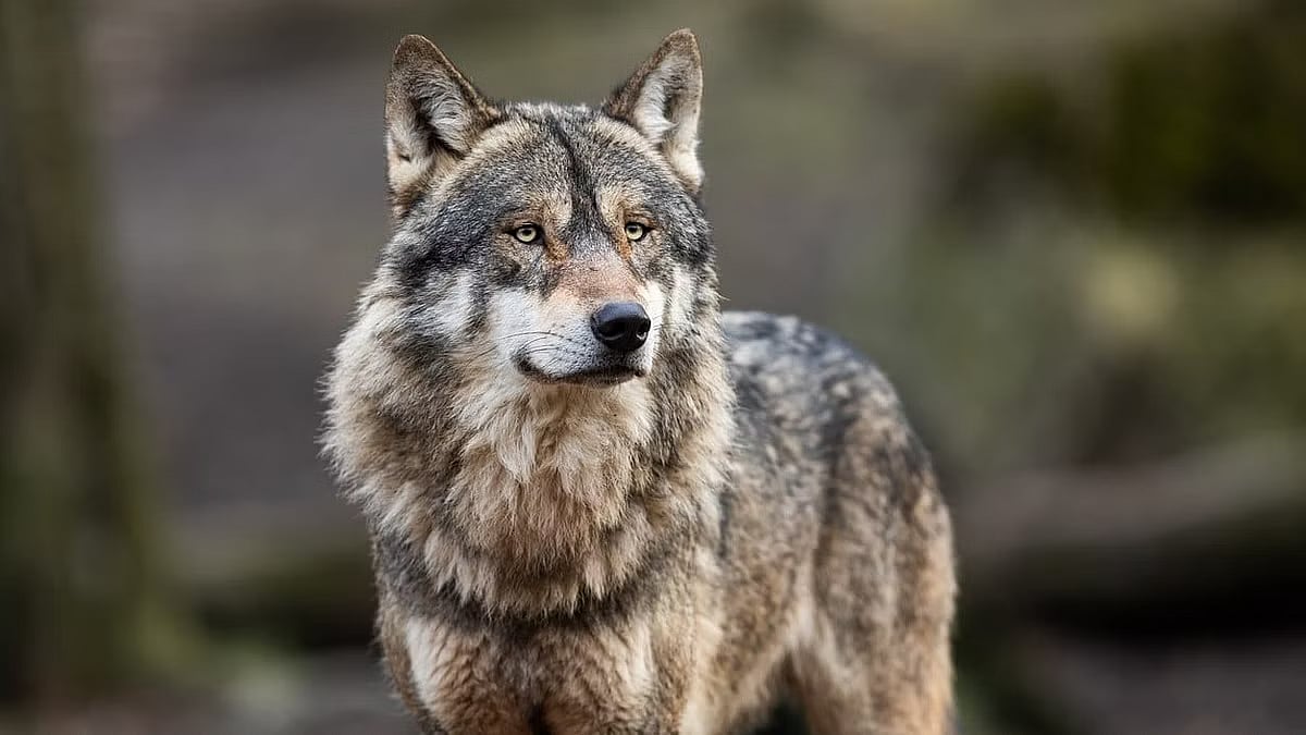 PTI : Wolf attacks leaves child dead in UP.(Representational image) |