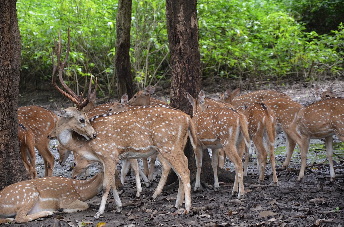 Rajaji tiger reserve supreme court ifs rahul