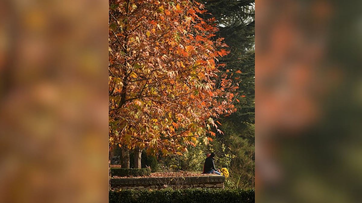 via Getty Images : A Chinar Tree (Representational Photo)