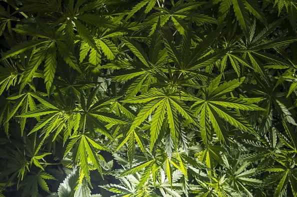 via Getty Images : Green leaves of the Cannabis plant (lat. cannabis indica)