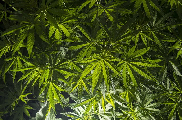 Green leaves of the Cannabis plant (lat. cannabis indica) - via Getty Images