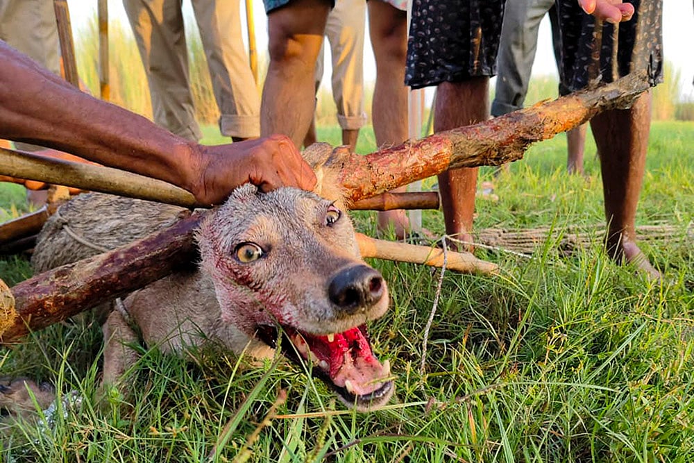 Another wolf captured in Bahraich district of Uttar Pradesh