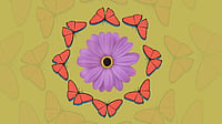 A Tale Of Short-Lived Flower Moths And Their Devoted Preserver via Vikash Thakur : Representational Image