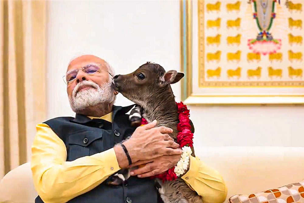 Prime Minister Narendra Modi with the calf Deepjyoti