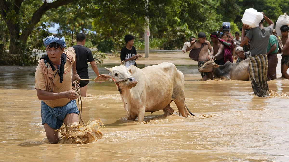 AP : Locals wade through water with their cows in Myanmar.