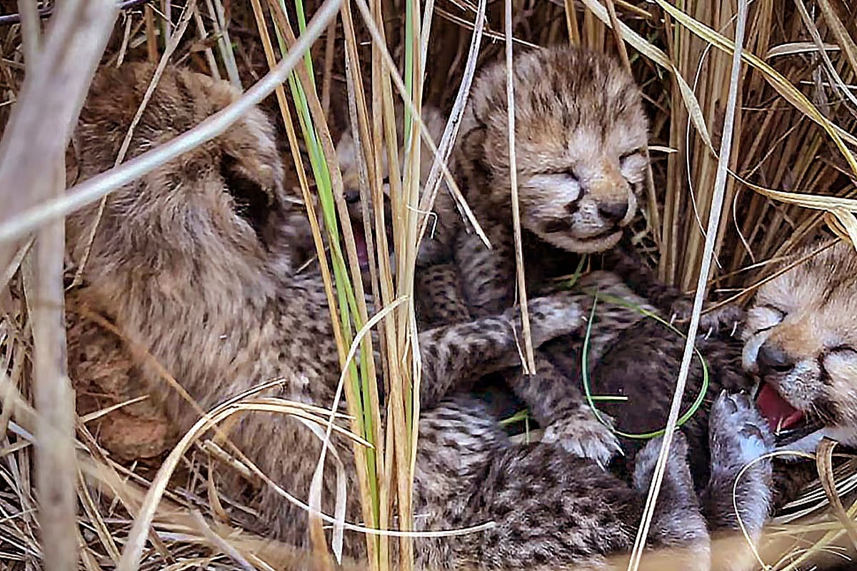 Project Cheetah
