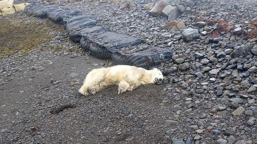 The loss of sea ice due to climate change is increasing the likelihood of human-bear encounters. - AP