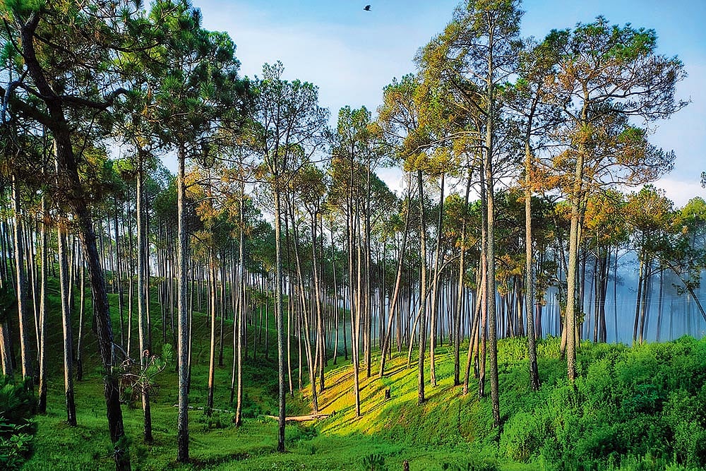 A forest view in Uttarakhand