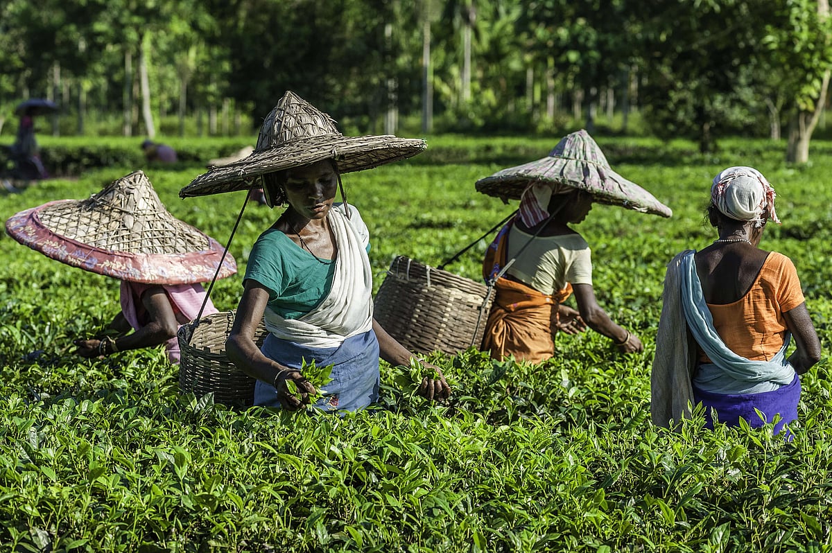 Tea Tribes In Assam Marginalized Despite Economic Contribution: Soren To Himanta