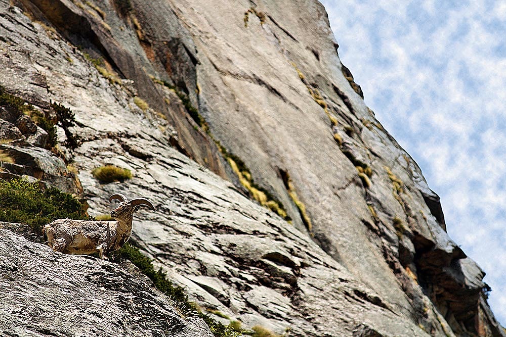 A shy bharal in Gangotri National Park		