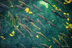 Photo: Arjit Mishra : Golden Mahseer in Kosi river