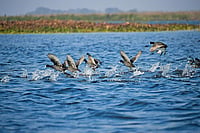 Wetlands Key To Water Security And Biodiversity Conservation Photo: Arjit Mishra