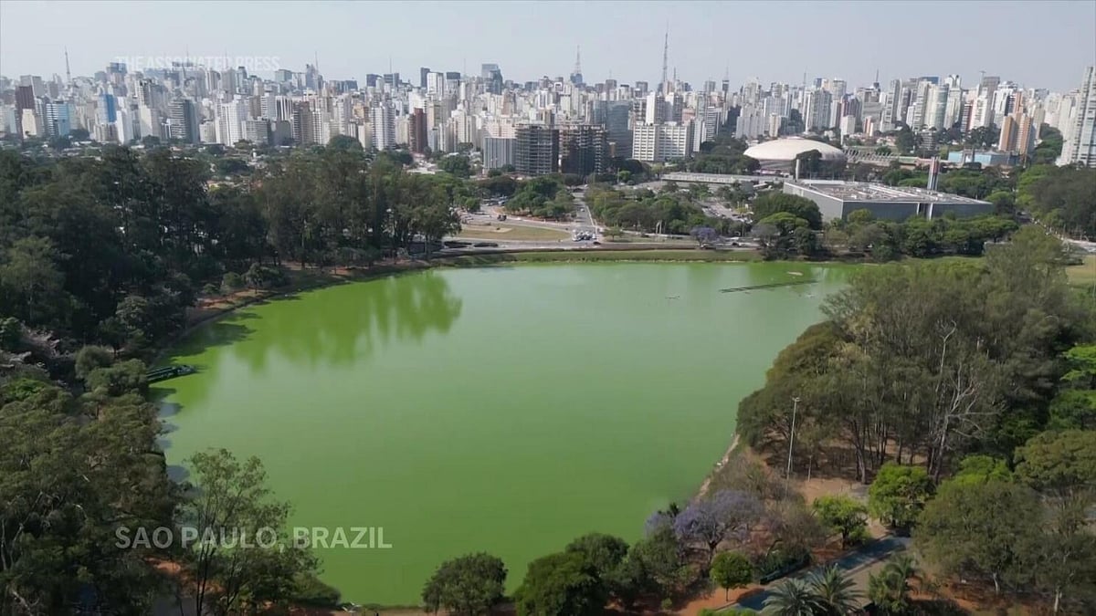 AP :  A lake in Sao Paulo's iconic Ibirapuera Park has turned green due to algal bloom