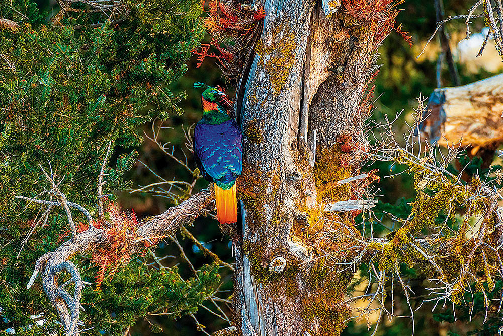 A colourful Himalayan monal on a branch of a pine tree, in its natural habitat