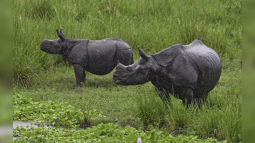 Rhinos in Kaziranga National Park