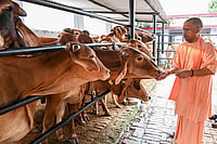 Yogi-Led UP Cow Conservation Model Boosts Rural Economy And Strengthens Wellness Of The Indian Army Soldiers | Photo: PTI : UP CM feeds cows in Gorakhpur