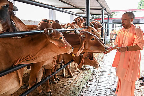 UP CM feeds cows in Gorakhpur