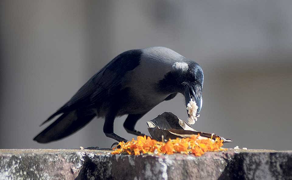 Kaag Tihar (Crow Tihar)