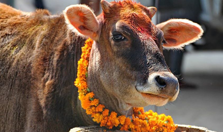 Gai Tihar and Lakshmi Pooja