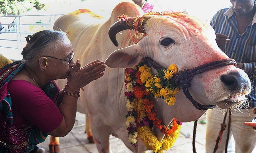 Goru Tihar and Govardhan Pooja