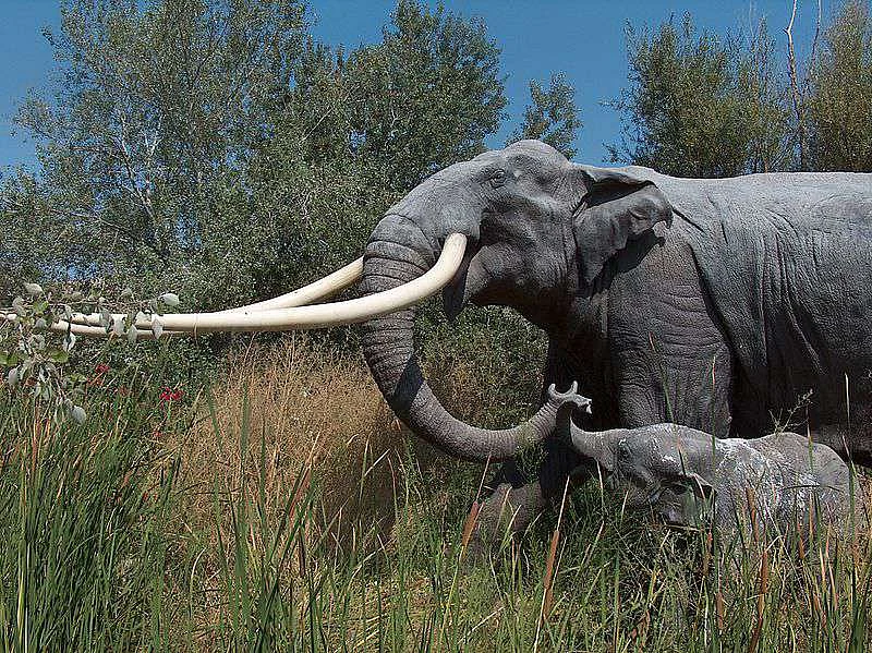 Straight Tusk Elephant