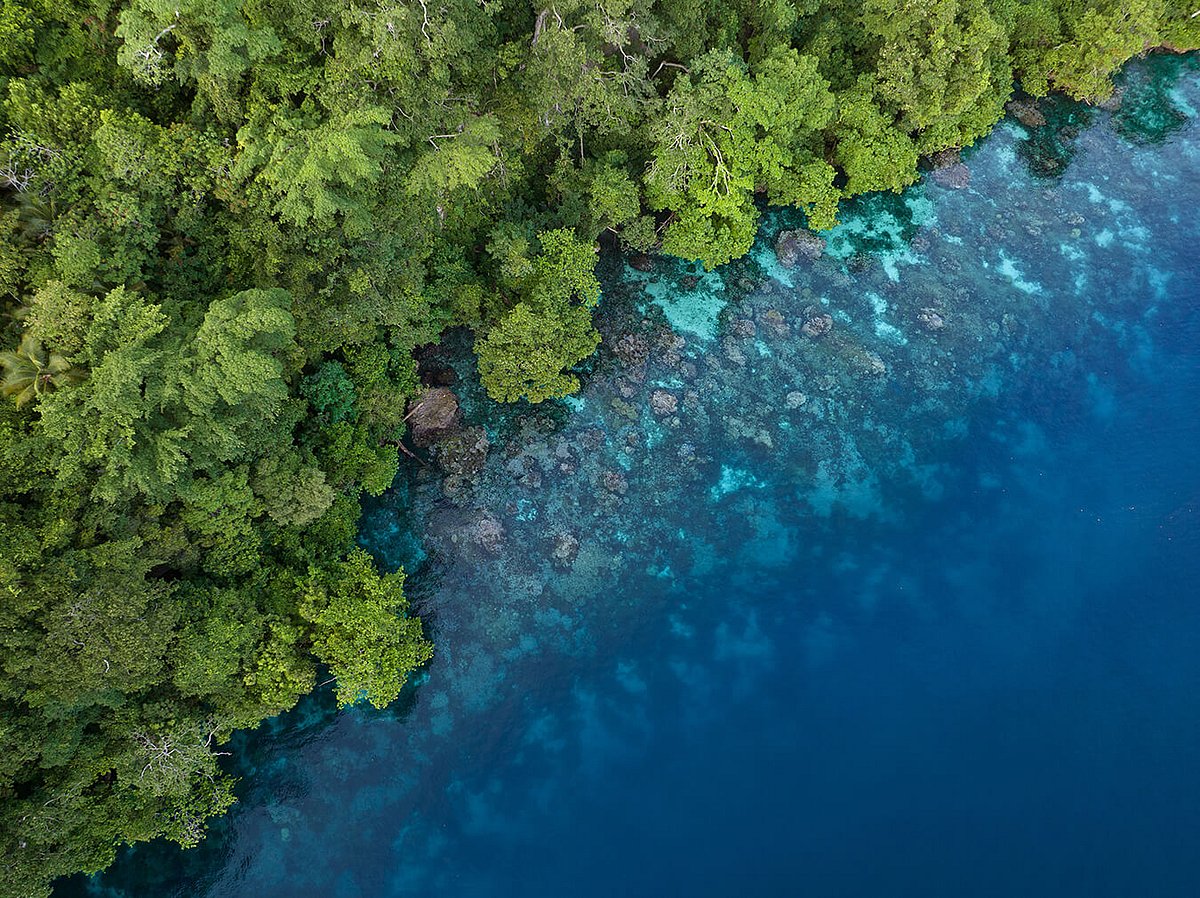 20% Of Earth's Unique Plant Species Reside On Islands, Facing Extinction Risk