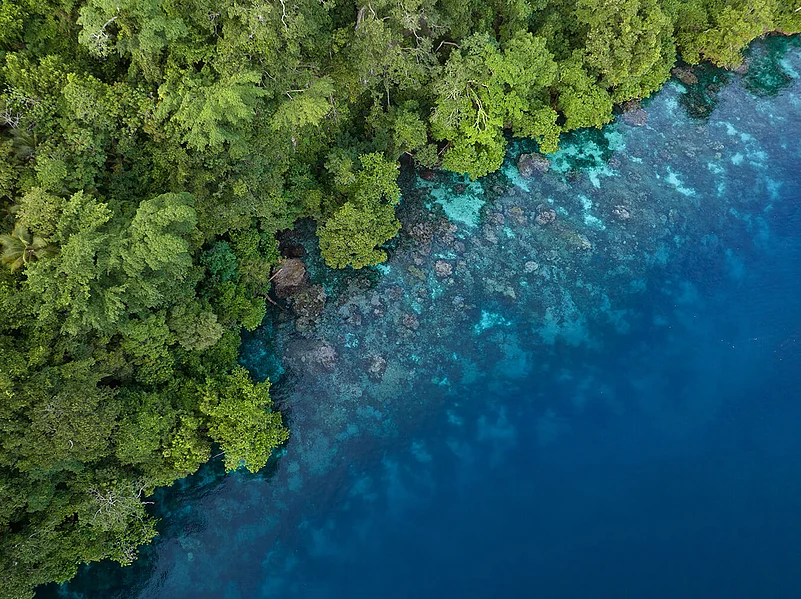 Island Ecosystem