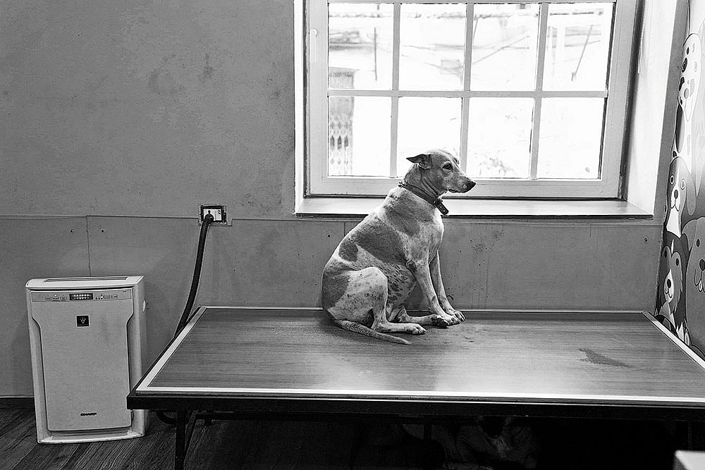 Photo: Dinesh Parab : A stray dog sheltered at Bombay House