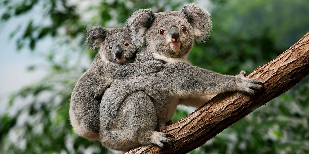 Australia’s Path to a Nature-Positive Future: Challenges & Solutions