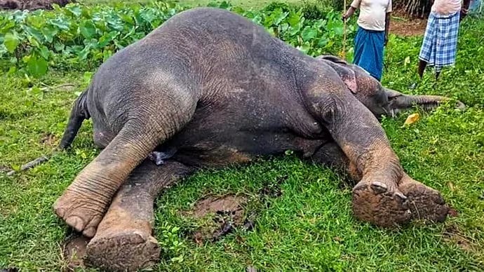 2 Bandhavgarh Officials Suspended After 10 Elephant Deaths