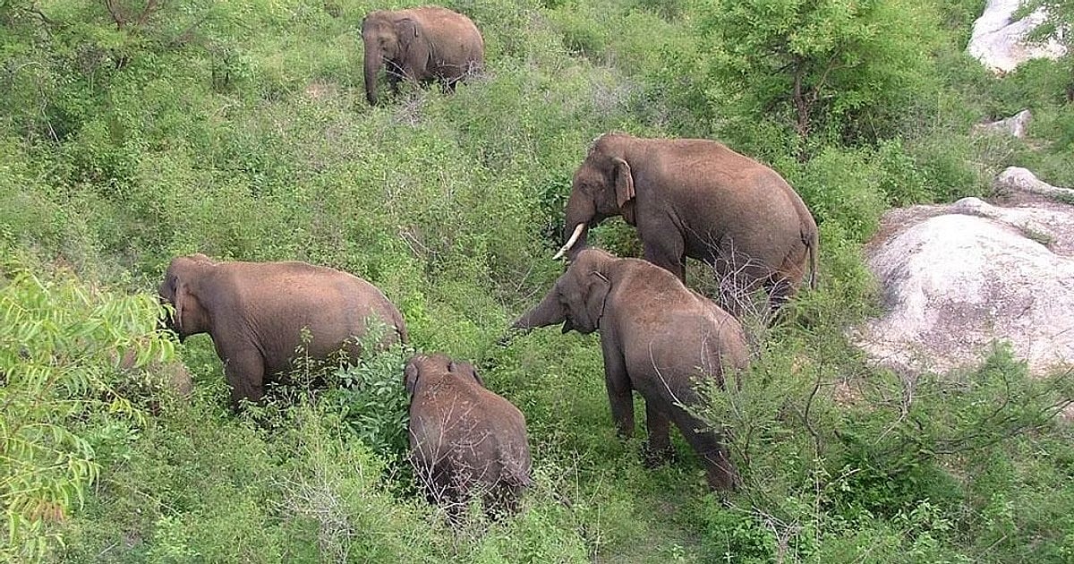 Rajdhani Express Hits Elephant Herd in Assam, 8 Killed