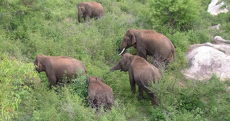 Elephant Herd